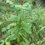 Euphorbia hyberna habit picture by selim gaba (cc-by-sa)