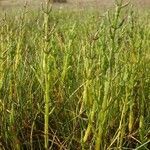 Salicornia europaea habit picture by Pierre LEON (cc-by-sa)