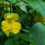 Impatiens pallida flower picture by Nate Cardozo (cc-by-sa)