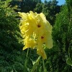 Gladiolus communis flower picture by Jacqueline Reddin Williams (cc-by-sa)