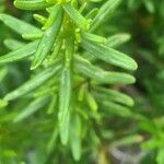 Hypericum empetrifolium leaf picture by bas yves (cc-by-sa)