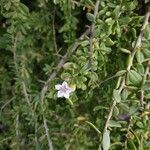 Lycium mascarenense flower picture by Matthieu Gebus (cc-by-sa)