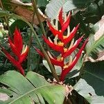 Heliconia farinosa flower picture by Trap Hers (cc-by-sa)