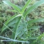 Helianthus grosseserratus leaf picture by DD S. (cc-by-sa)