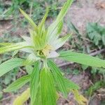 Monarda punctata leaf picture by Gary Arnold (cc-by-sa)