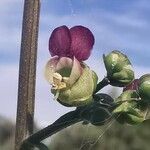 Scrophularia lucida flower picture by Angelos (cc-by-sa)