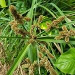 Cyperus alopecuroides flower picture by kierstynn w (cc-by-sa)