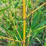 Phyllostachys aurea habit picture by JP Corrêa Carvalho (cc-by-sa)