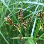 Cyperus longus flower picture by Hans van Lieshout (cc-by-sa)