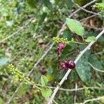 Trichostigma octandrum fruit picture by Gladys Nazario (cc-by-sa)