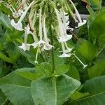 Nicotiana tabacum flower picture by Aldo Cluntis (cc-by-sa)