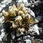 Poa lepidula habit picture by Fabien Anthelme (cc-by-sa)