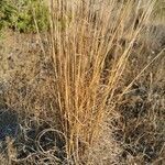 Hyparrhenia hirta habit picture by De Mitri Giacomo (cc-by-sa)