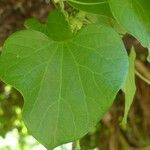 Aristolochia grandiflora leaf picture by Daniel Barthelemy (cc-by-sa)