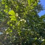 Ulmus glabra habit picture by Sylvie Hudaverdian (cc-by-sa)