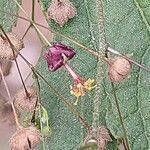 Sidastrum paniculatum flower picture by Makoto Makoto (cc-by-sa)