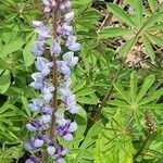 Lupinus perennis flower picture by richard burger (cc-by-sa)