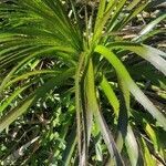 Eryngium agavifolium habit picture by Flor Alex (cc-by-sa)