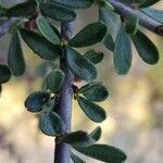 Ceanothus cuneatus leaf picture by Joshua West (cc-by-sa)