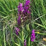 Dactylorhiza elata habit picture by Diego Alex (cc-by-sa)