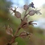 Neottia cordata flower picture by Jan Modderaar (cc-by-sa)