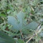 Hibiscus aculeatus leaf picture by Eli Small (cc-by-sa)