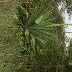 Furcraea cabuya habit picture by Nelson Zamora Villalobos (cc-by-nc)