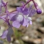 Linaria elegans flower picture by Sarami (cc-by-sa)