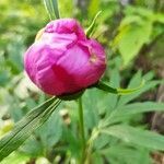 Paeonia anomala flower picture by Ermakov Konstantin (cc-by-sa)