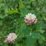 Trifolium hybridum flower picture by Ruben Beyers (cc-by-sa)