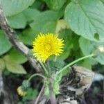 Sonchus oleraceus flower picture by Vittorio (cc-by-sa)