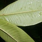 Hymenandra sordida leaf picture by Nelson Zamora Villalobos (cc-by-nc)