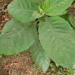 Solanum mauritianum leaf picture by Cullum Jane (cc-by-sa)