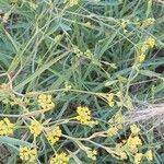 Bupleurum falcatum habit picture by Fabrice Rubio (cc-by-sa)