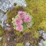 Sempervivum montanum flower picture by Gilles 09 (cc-by-sa)