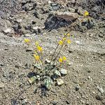 Chylismia brevipes habit picture by Martin Bishop (cc-by-sa)