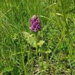 Dactylorhiza majalis flower picture by Melanie Krebs (cc-by-sa)