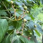 Cornus alternifolia fruit picture by Reno Reno (cc-by-sa)