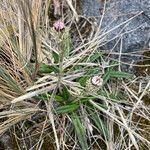 Oritrophium peruvianum habit picture by Fabien Anthelme (cc-by-sa)