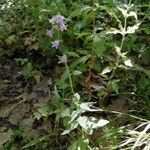 Campanula trachelium habit picture by Philippe Levarlet (cc-by-sa)