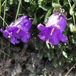 Campanula speciosa flower picture by jacques carle (cc-by-sa)