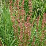 Rumex acetosella flower picture by Michel Ambroise (cc-by-sa)