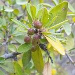 Rhamnus crenulata fruit picture by joselu_4 (cc-by-sa)