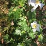 Rubus odoratus habit picture by L. Crutzen (cc-by-sa)