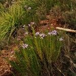 Galatella sedifolia habit picture by Paul FRANCK (cc-by-sa)