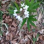 Cardamine heptaphylla flower picture by Jacques Merigoux (cc-by-sa)