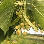 Tilia americana flower picture by c isa (cc-by-sa)