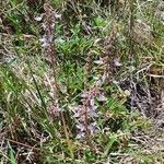 Plectranthus xylopodus habit picture by susan brown (cc-by-sa)