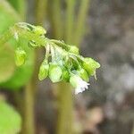 Claytonia perfoliata flower picture by Dieter Albrecht (cc-by-sa)