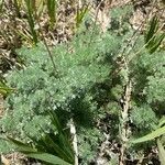 Artemisia frigida leaf picture by Jack Anderson (cc-by-sa)